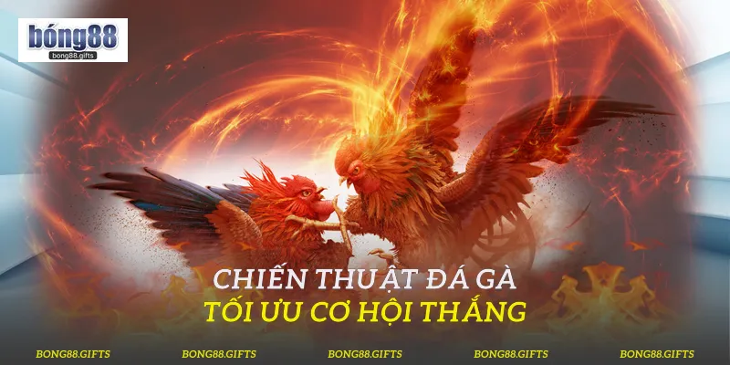 Chiến thuật đá gà tối ưu cơ hội thắng